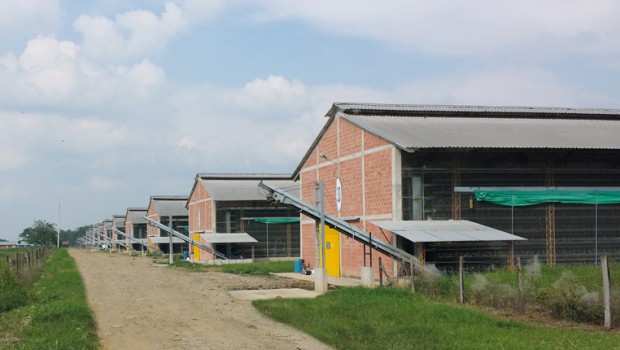 Une unité Weltec Biopower de 800 kW en Colombie