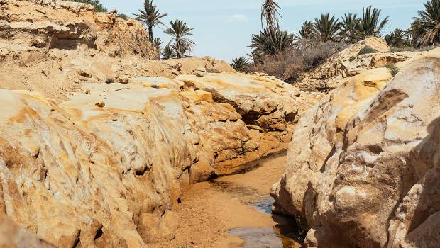 CNH Industrial lutte contre la désertification en Tunisie