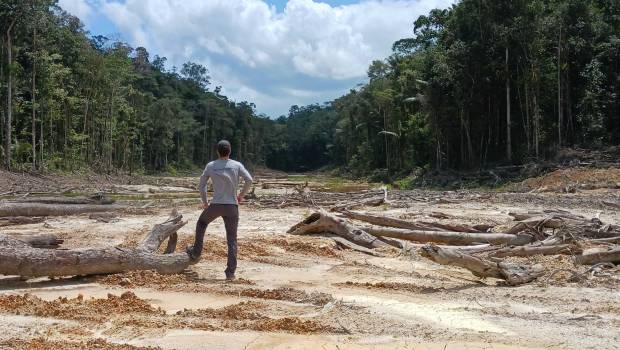 MORFO a déjà reforesté 600 hectares dans le monde