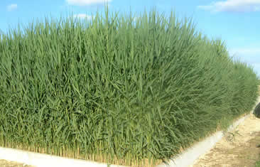 Petit assainissement à choix multiples