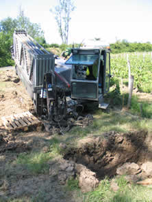 Forage dirigé dans les vignes bordelaises
