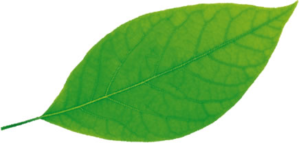 Le tramway roule pour l’environnement 