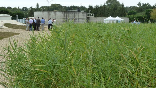 Dekra Industrial : des roseaux pour les légumes vapeur