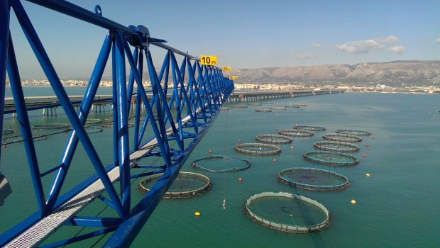 En Italie, Linden Comansa fait bonne pêche