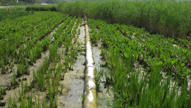 Eaux usées : Jean Voisin et l'Ecole des Mines de Nantes prospectent en Chine