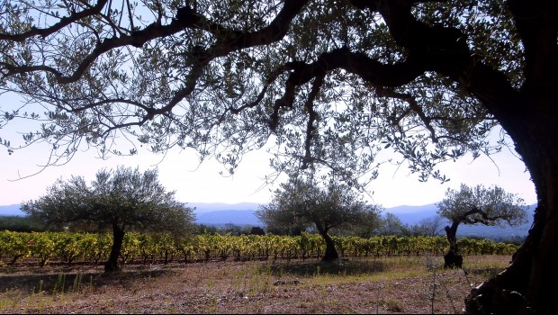 Var : les déchets du BTP menacent les vins AOC