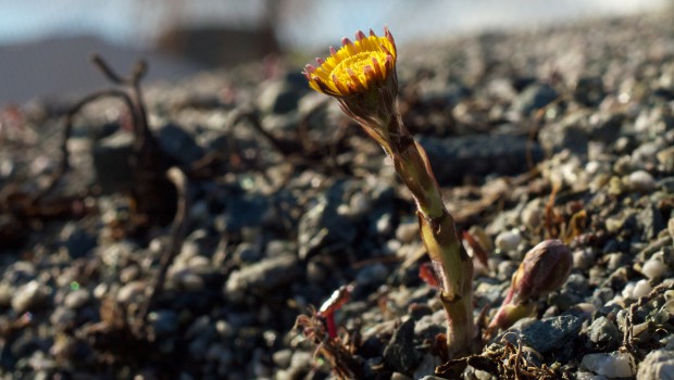 Travaux publics : un guide pour gérer les plantes invasives