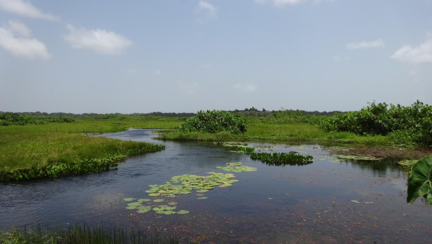 Voltalia : un projet solaire en Guyane