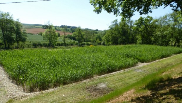 Autoepure : une station d'épuration par filtre plantée de roseaux