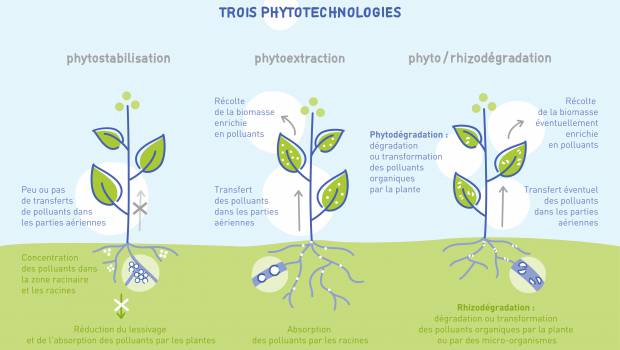 Les plantes, une solution de gestion des sites et sols pollués