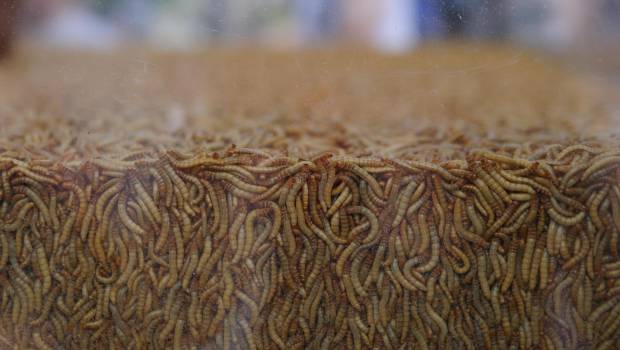 Les insectes pour éliminer les déchets alimentaires