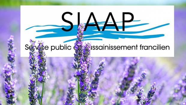 Dimanche 24 juin : 18e fête de la lavande du Siaap