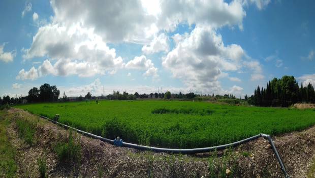 Des plantes pour dépolluer les terres excavées
