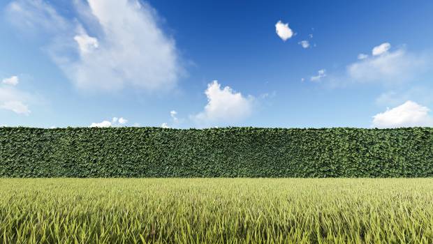 Planter des haies pour lutter contre la pollution sur les routes