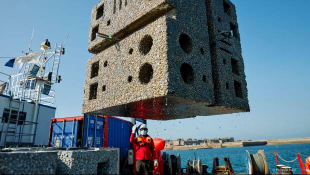 Des infrastructures maritimes biomimétiques dans le port de Cherbourg