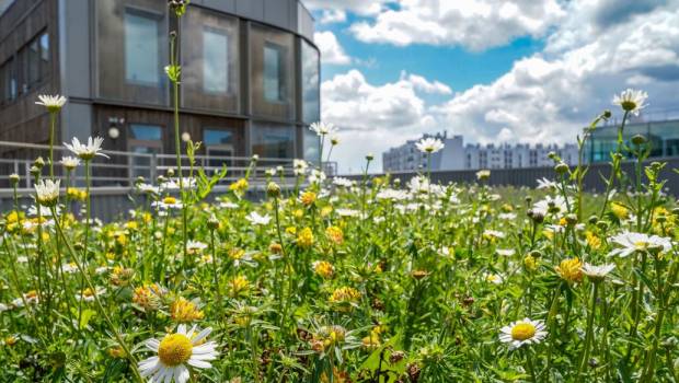 « Plusieurs dizaines de projets de 300 à 1 000 m2 végétalisés à Paris »