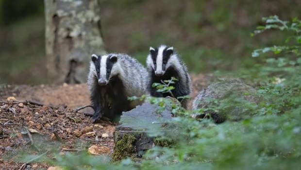 Un terrier artificiel pour le blaireau d’Europe