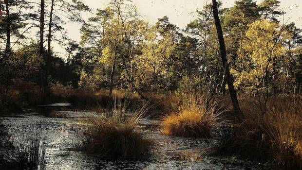 Zones humides : SNCF Réseau se jette à l’eau