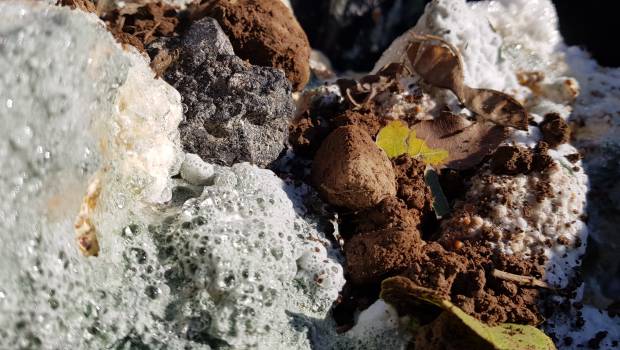 La mycoremédiation pour dégrader des polluants organiques