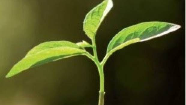 Traiter les terres polluées au moyen de la phytoremédiation