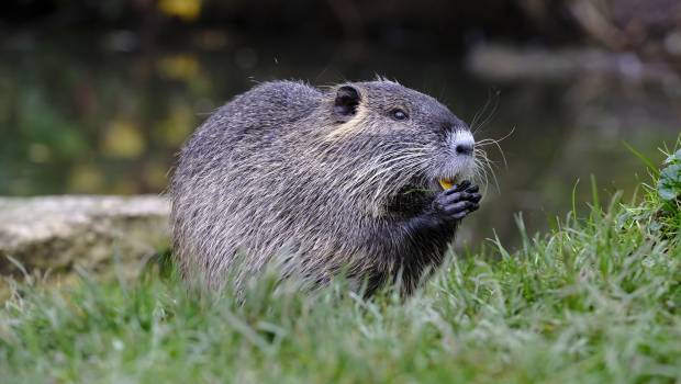 Insolite : des castors privent une ville canadienne d'internet