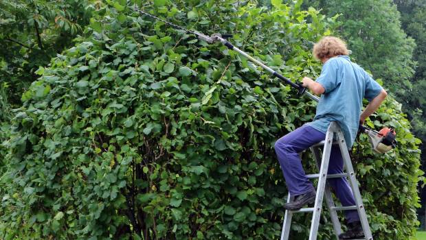 Les paysagistes en dents de scie