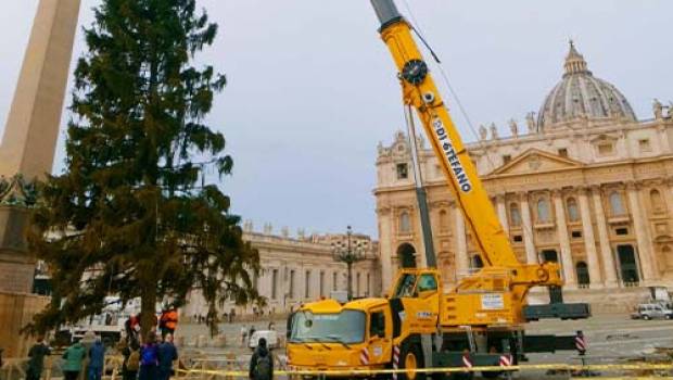 Une Grove pour l’arbre de Noël du Vatican