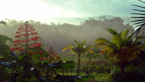 Quid des attributions de fréquences en Guyane ?