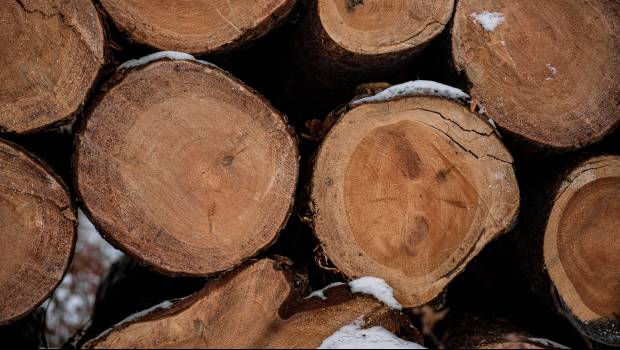 Un nouveau guide des métiers pour la filière forêt-bois